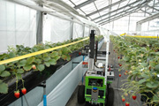 agriculture: robotic strawberry picker