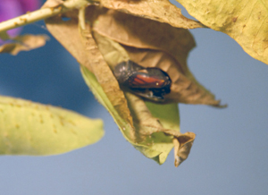 monarch2