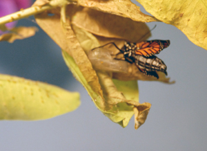 monarch3