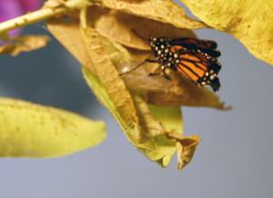 monarch4