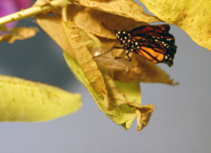 monarch5