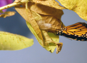 monarch6